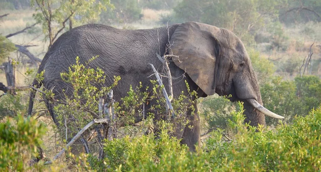 15 Tage Rundreise S&uuml;dafrika Sternstunden